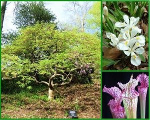 UNC Charlotte Botanical Gardens offering 5 ways to enjoy nature!