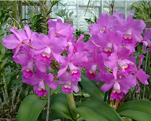 Botanical gardens offer orchid sale, winter tour