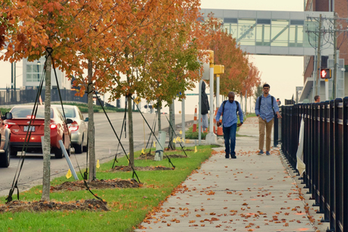 New trees and gardens add beauty to LYNX line