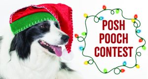 Posh Pooch Contest