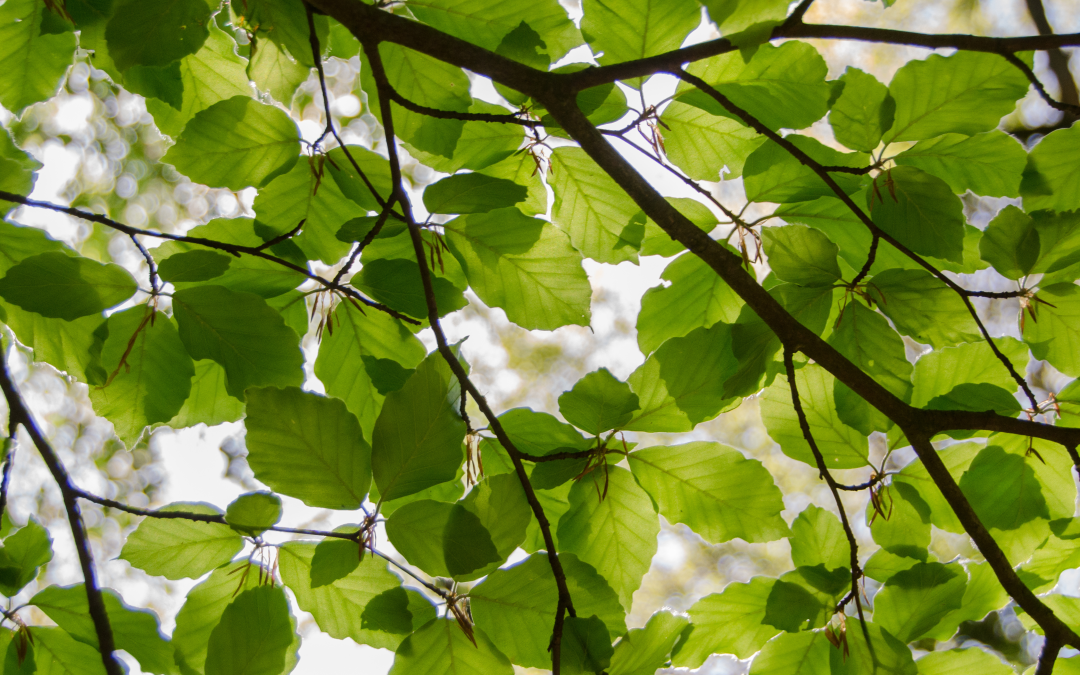 City of Charlotte Tree Care Grant Returns for 2025!